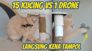 INI JADINYA KALAU 15 KUCING VS 1 DRONE