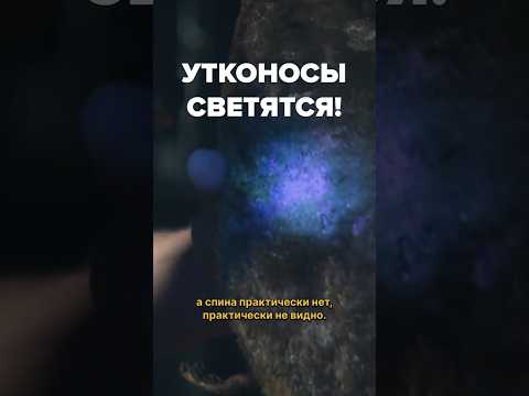 А вы знали, что утконосы светятся? #живаяпланета #животные #факты #топ #утконос #необычныеживотные
