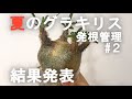 夏のグラキリス発根管理② 結果発表！/Pachypodium Gracilius/象牙宮