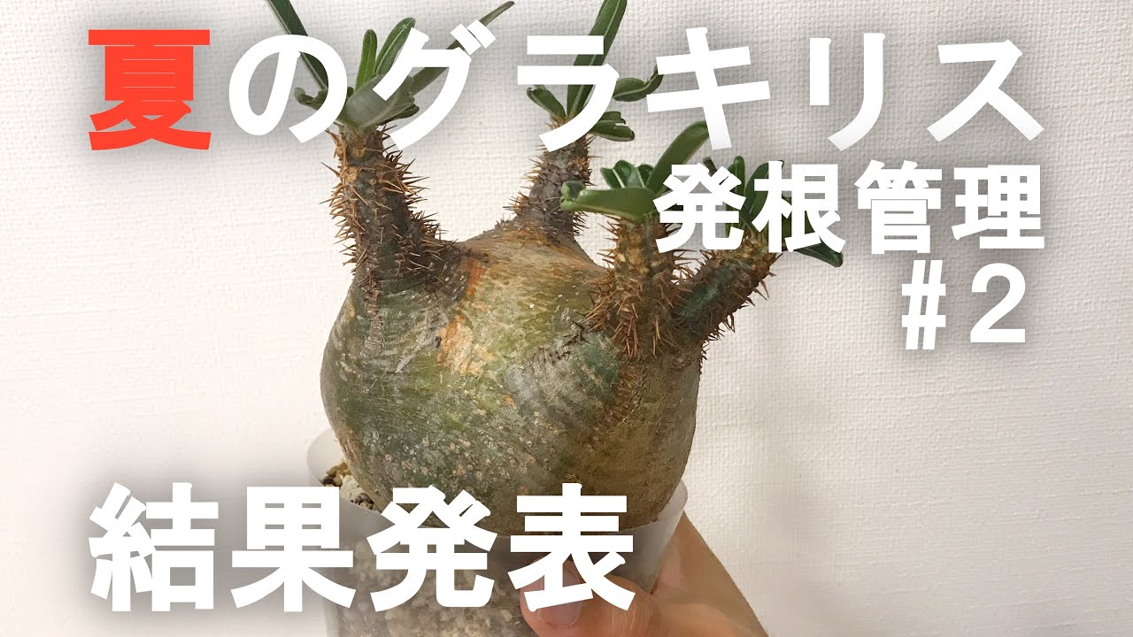 夏のグラキリス発根管理② 結果発表！/Pachypodium Gracilius/象牙宮