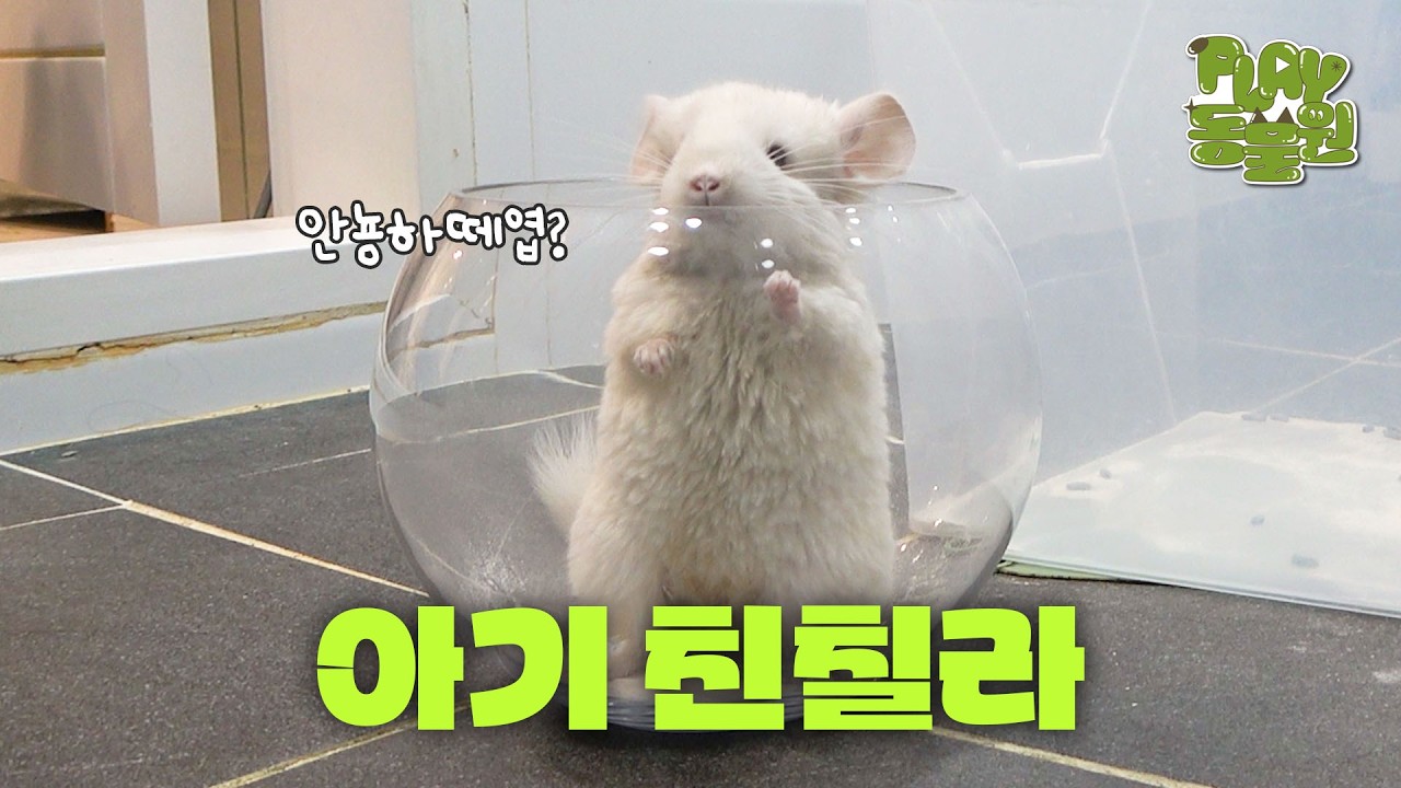 Озорные хобби семьи Шиншилл: Мой кошелёк пуст?