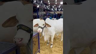 JAMEEL MEMON Cow and Cattle Mandi 2026 Karachi The heaviest Calf in the Market #cowcalf #cow#eid