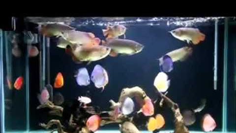 T✔ Cá Dĩa Nuôi Chung Với Cá Rồng