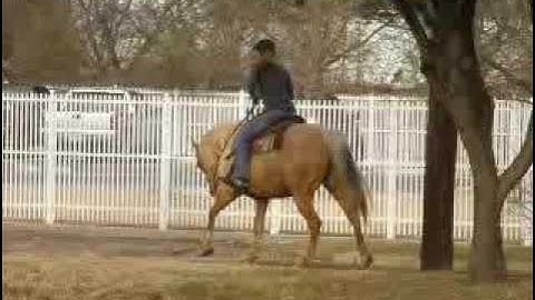 LR Bueno Pine - short video      ***For up-to-date info, price, etc., go to our website***