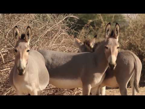 וִידֵאוֹ: שמורת טבע קרימסקי: גבולות, ביקורות על טיולים