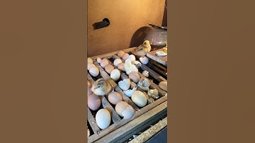 Incredible hatching in homemade Automatic egg incubator