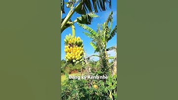 shorts chuối chín cây