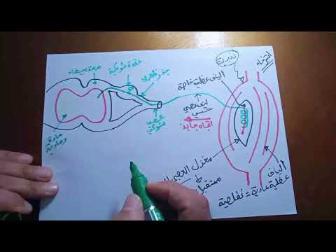 البنيات التشريحية المتدخلة في حدوث المنعكس العضلي مع توضيح مسار الرسالة العصبية أثناء حدوثه