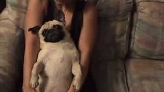 What a Pug is good for