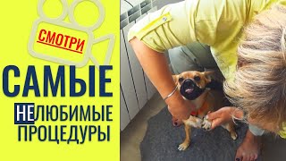 Вы только посмотрите, как реагируют Ириска и Джулия на стрижку когтей!