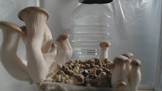 Timelapse #26 - King Oyster Mushroom(Pleurotus eryngii) / エリンギ