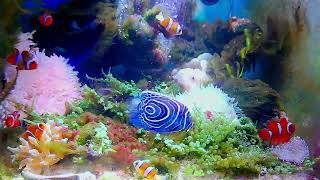 「Relaxing and pleasant music: real and beautiful aquarium~Heal your mood and relax your body an」的副本