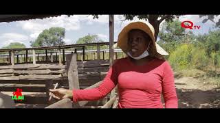 ULIMI S2 EP10 PIG FARMING