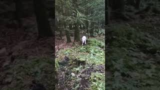 Bull Terrier Kids Usual Run Around.