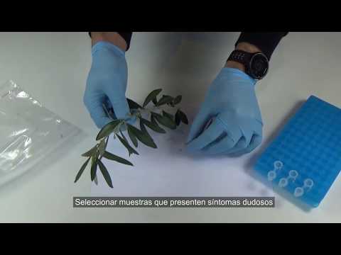 Video: Xylella Fastidiosa Symptomer: Behandling af Xylella Fastidiosa-inficerede planter