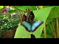 Blue Morpho Butterfly, Diamante Butterfly Garden, Playa Matapalo, Guanacaste, Costa Rica