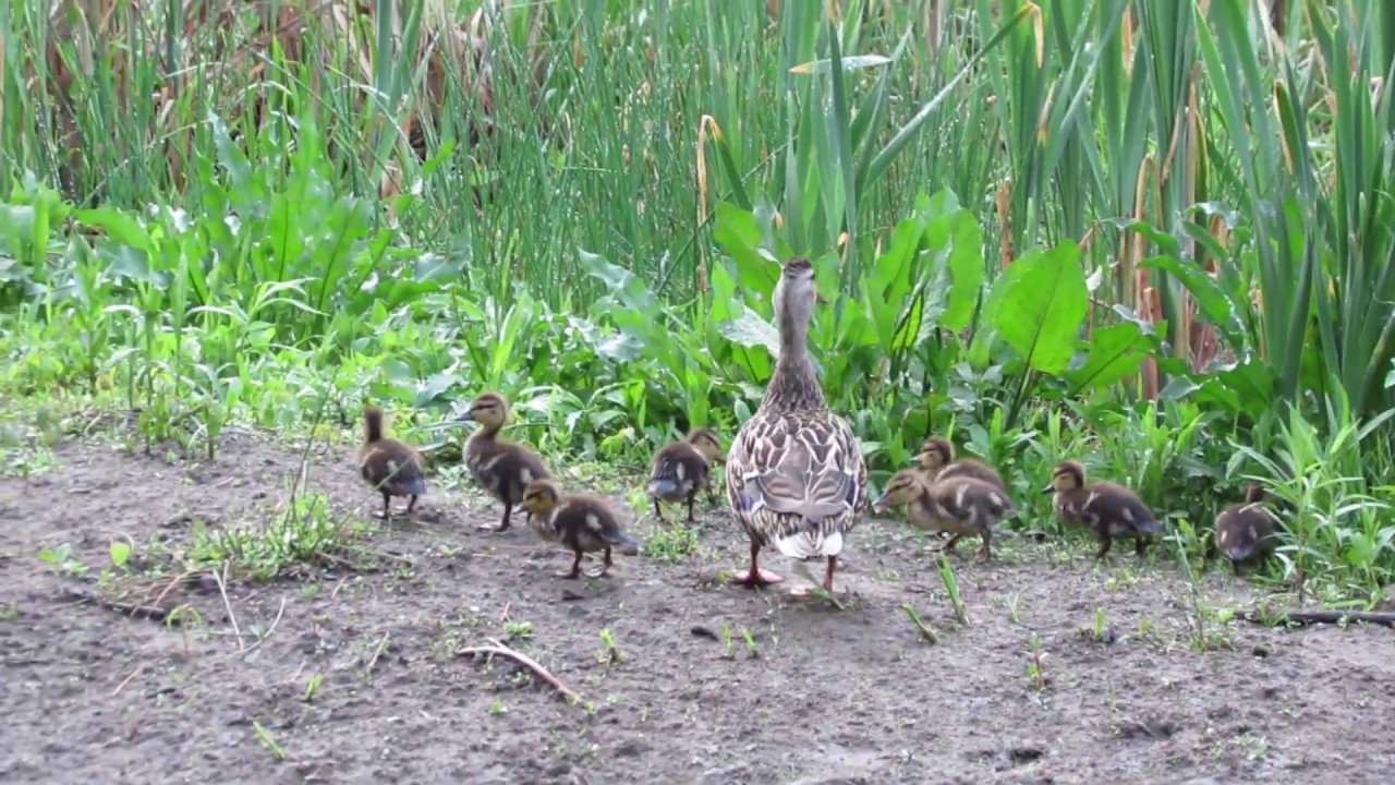 Mallard Duck & 9 Ducklings, Toogood Pond, Unionville ON, May 28, 2020