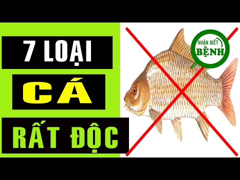 Video: 7 Loại Cá Không Nên ăn