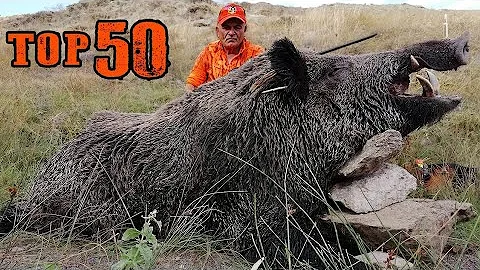 TOP 50 Best Wild Boar Hunts, Excellent scenes, Unforgettable moments,