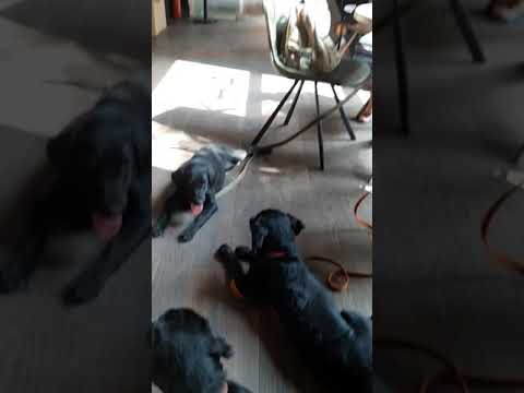 Vídeo: Com Triar Un Cadell Labrador Retriever