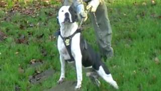 Staffordshire Bull Terrier.billy Boy.