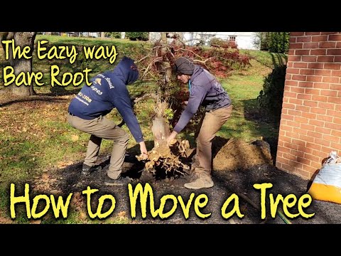 Video: Maple Tree Transplant: Tips voor het verplaatsen van een rode esdoorn