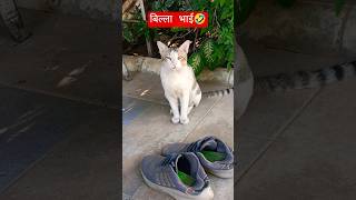 Very aggressive Cat 😺#shortsvideo #animals 😺😺