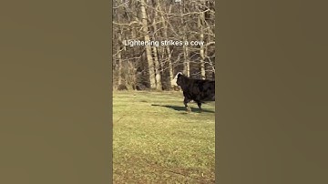 Cow gets struck by lightning #farmerlife #cow #farmlove #farmvibes #ourfarmlife #lightining
