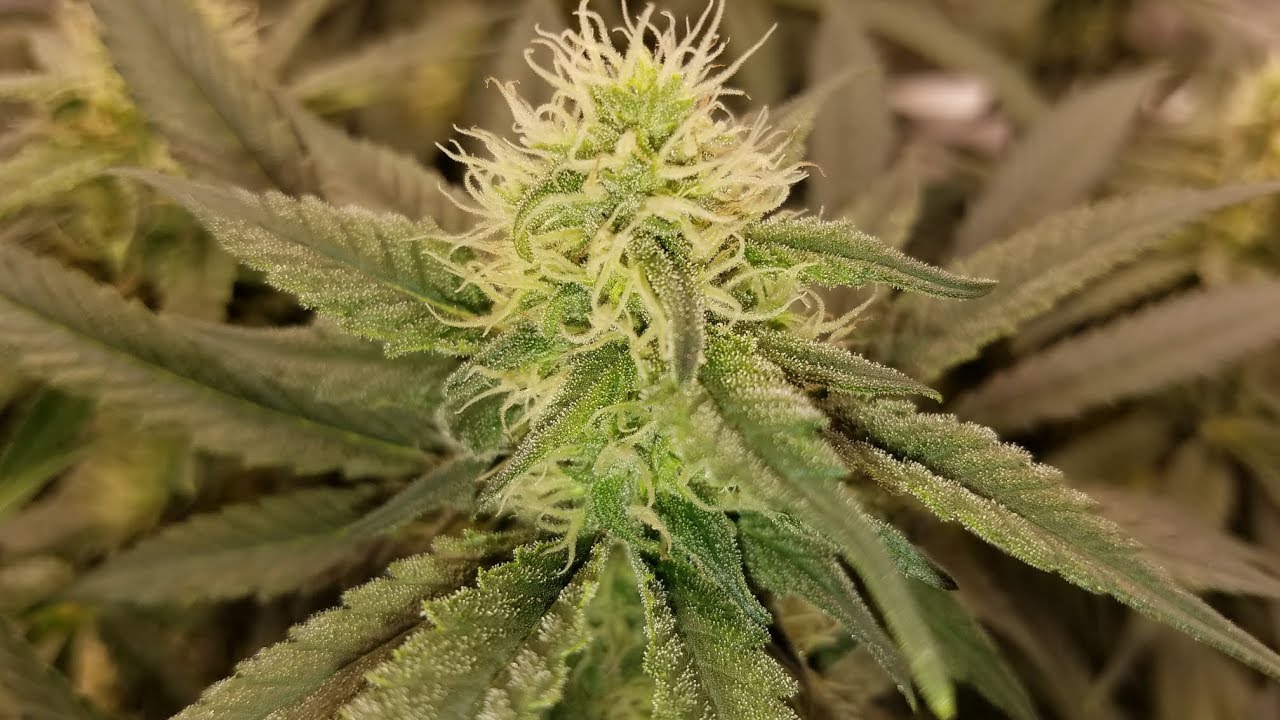 Sub Irrigated Planter (SIP) Grow - Garden Update Day  28 of Flower -