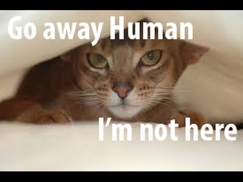 very-adorable-cats-hiding-compilation