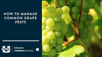 How to Manage Common Grape Pests