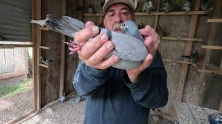 Tentil and Tadlock Racing Pigeons Donated to Military Veterans! by Otra Aventura Films 3,509 views 1 month ago 34 minutes