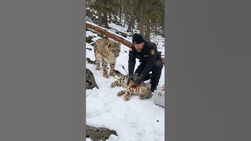 Mother Snow Leopard Saves Her Cub with the Help of an Old Guy! #animals #rescueanimals #humanity