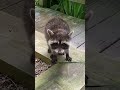 I surprised a baby raccoon shorts