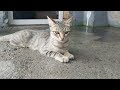 Cute Mother Cat Shortly Separated From Her Kittens Is Walking Outdoors And Drinking Water.