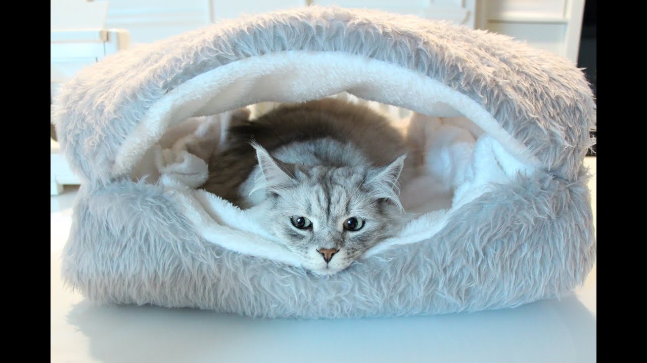 cat clam bed