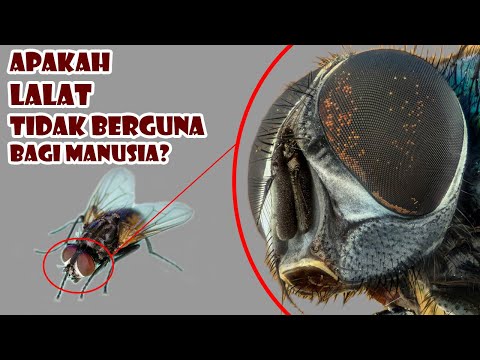 Video: Mengapa lalat hinggap pada manusia? Apa yang menarik mereka?