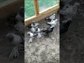 Dünyamalılar kəndi.Gözəl quşlar!