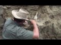 Fossil hunting with PaleoAdventures - in the quarry at last!