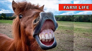 new horse vlog | Farm life 2 | 2023