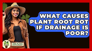 What Causes Plant Root Rot If Drainage Is Poor? - The Plant Enthusiast