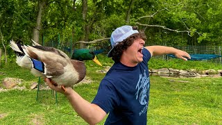 How to Throw a Duck (Gort Dies) by The Urban Rescue Ranch 690,468 views 4 weeks ago 10 minutes, 41 seconds