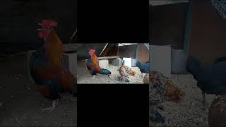 Famous Bantam Rooster Let's One Rip!! #shorts Wealth