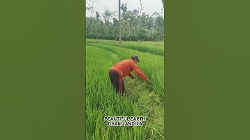 Process of Removing Weeds in Rice Plants #shorts