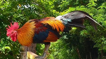 coj peb los saib kuv tus lau qaib dua 07/09/2025