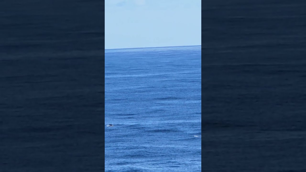 Dolphins in Bermuda