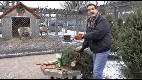 How To Choose and Care for a fresh Christmas Tree
