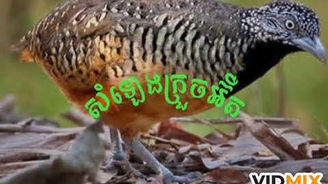 សម្លេងសត្វក្រួចល្អច្បាស់