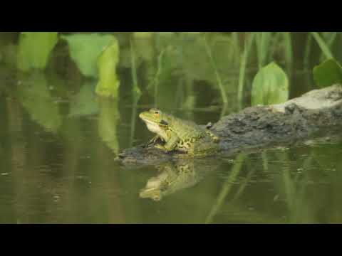 Pelophylax ridibundus - Marsh frog - ჭაობის ბაყაყი (ტბორის ბაყაყი)