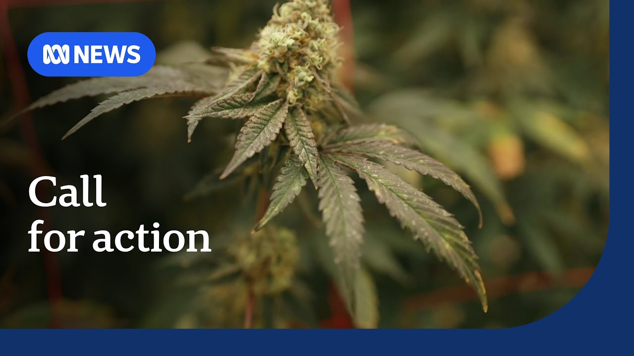 Medicinal cannabis industry at risk from imports, say Australian producers | ABC News